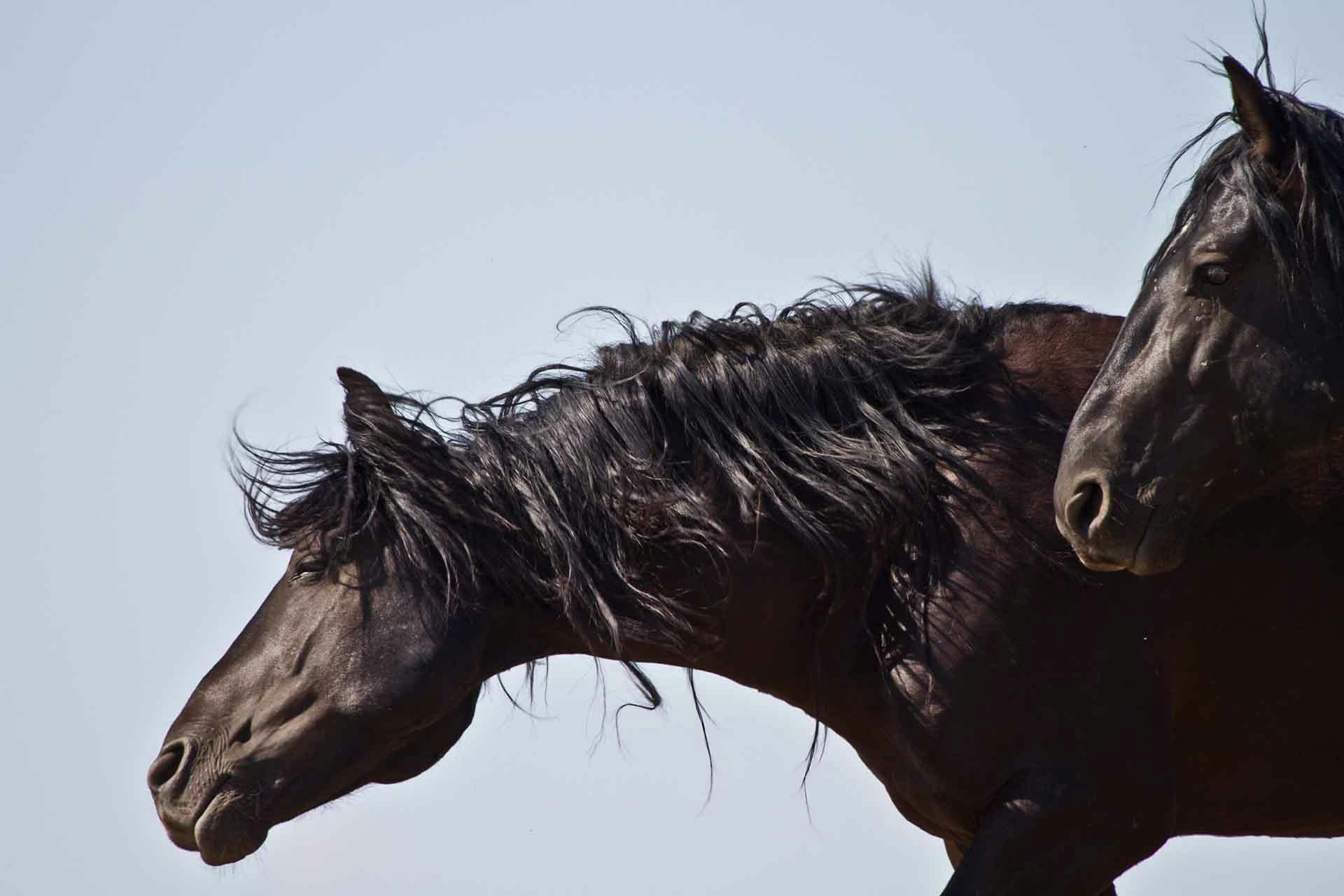 McCullough Wild Mustangs