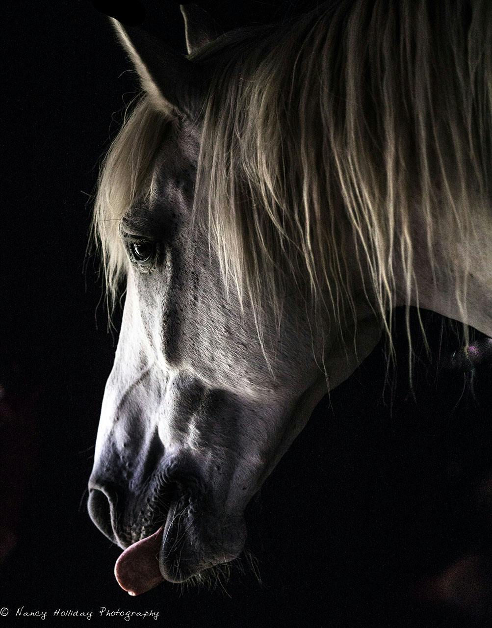 Rim Light on Draft Horse