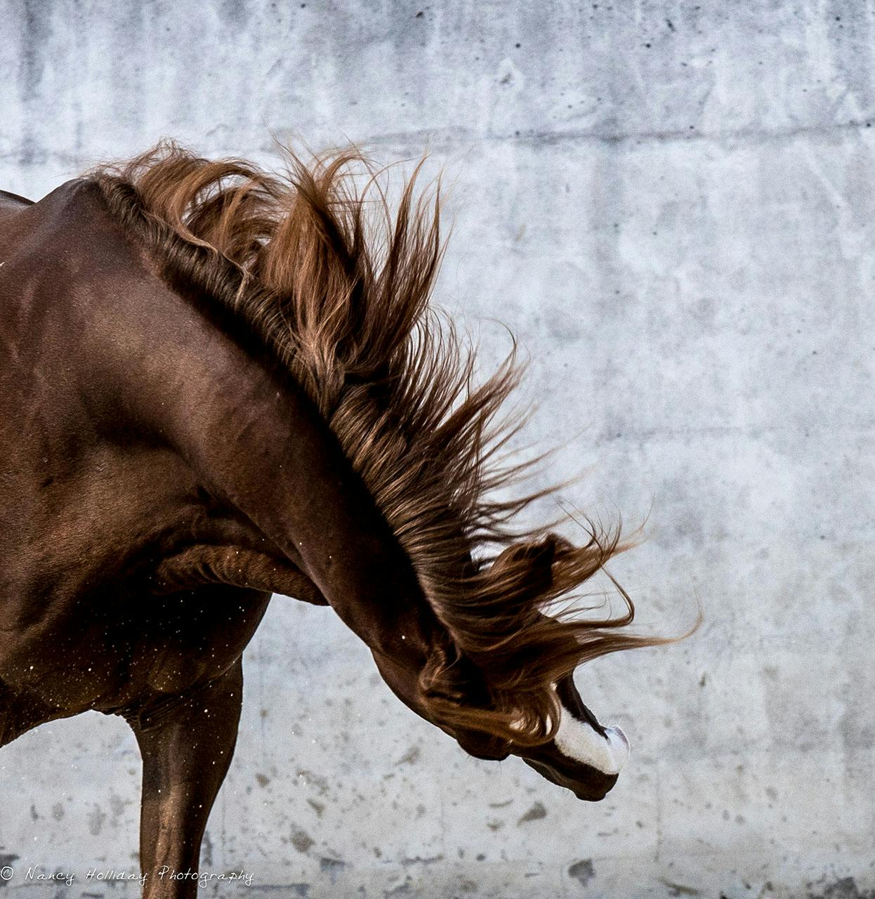 Lusitano in Old Portuguese Bull Ring #10 Vila Vicosa