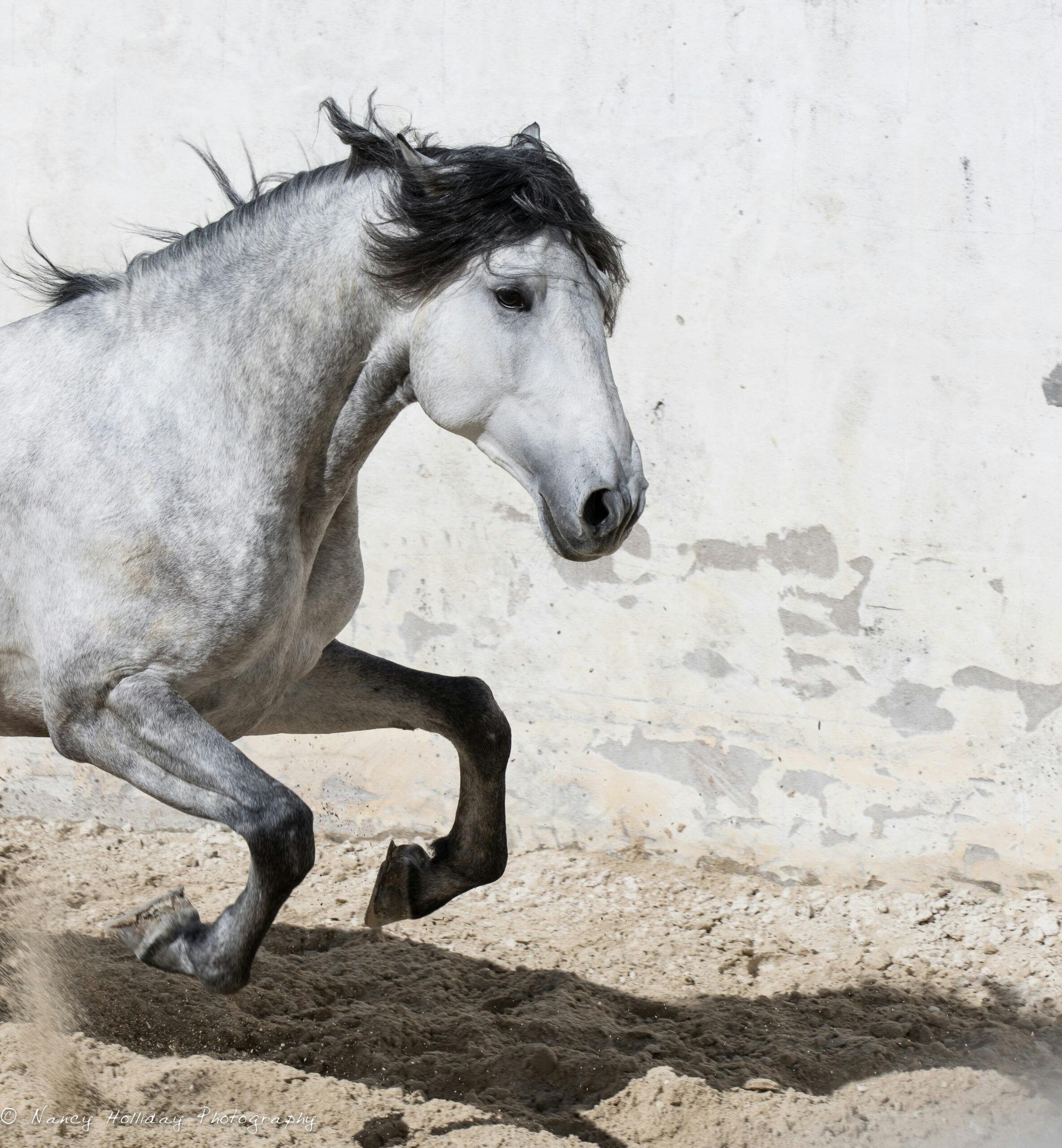 Lusitano in Old Portuguese Bull Ring #9 Vila Vicosa