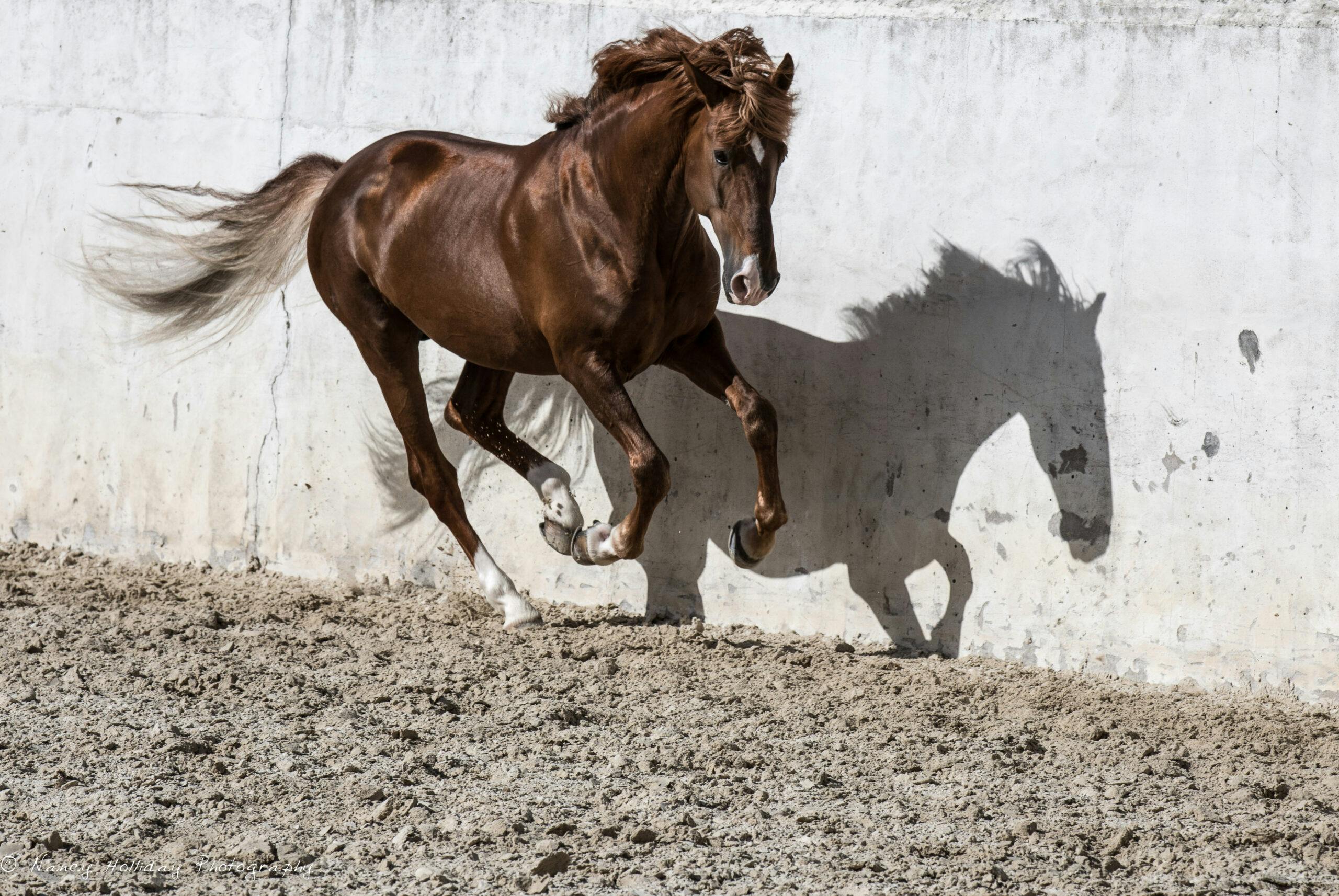 Lusitanos of Portugal