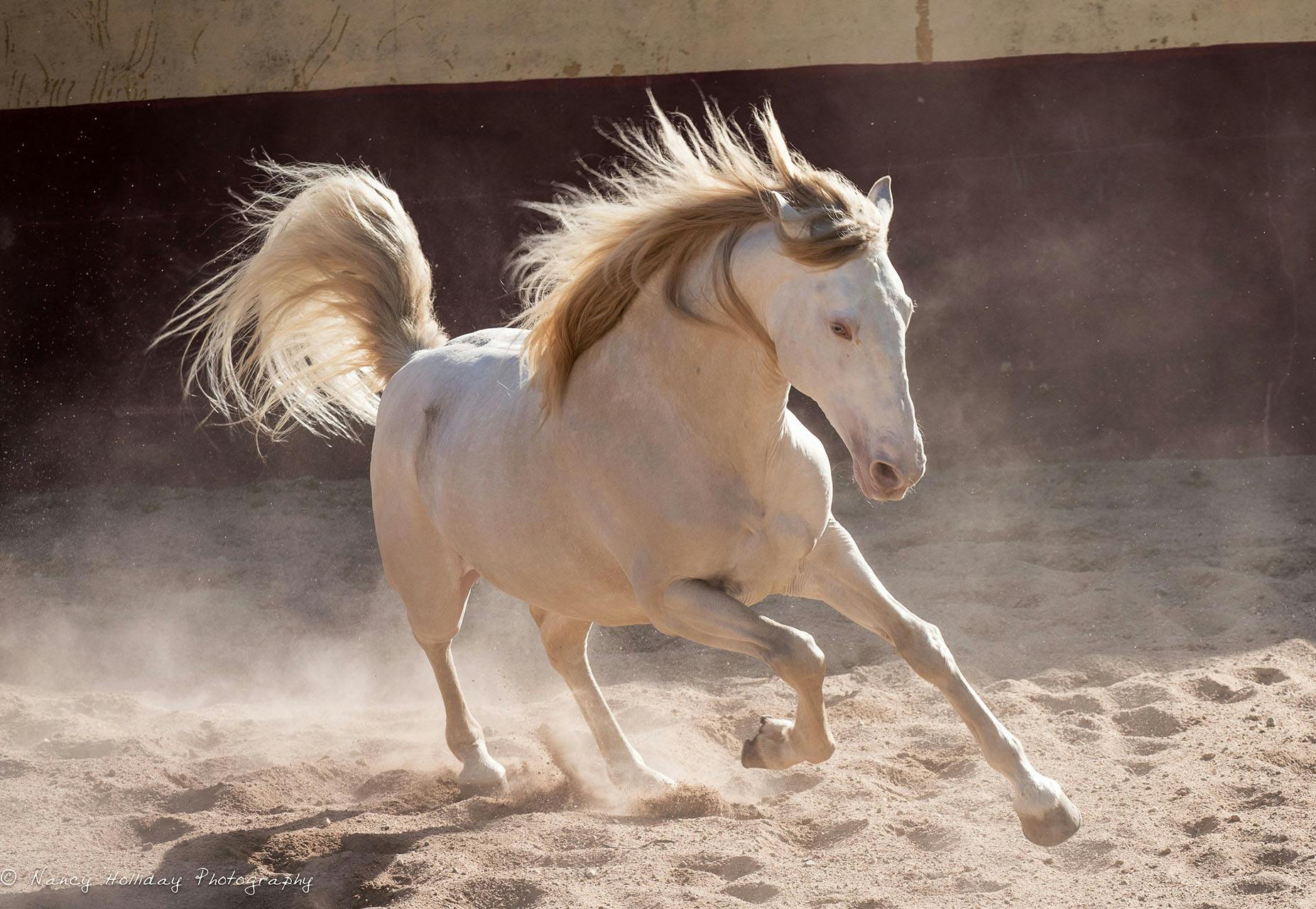 Alcaina Riding School Portugal #2