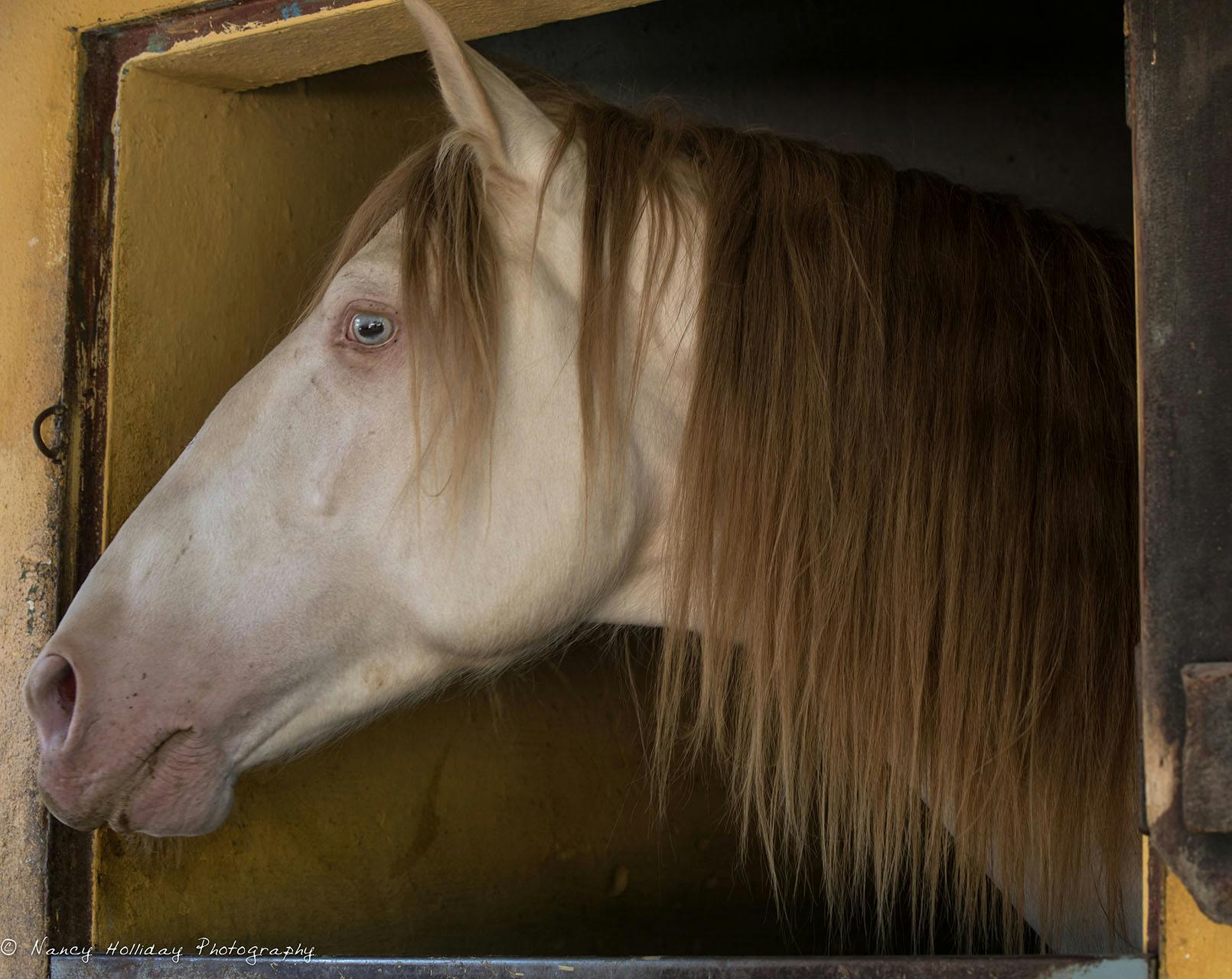 Alcaina Riding School Portugal #1 Lusitano