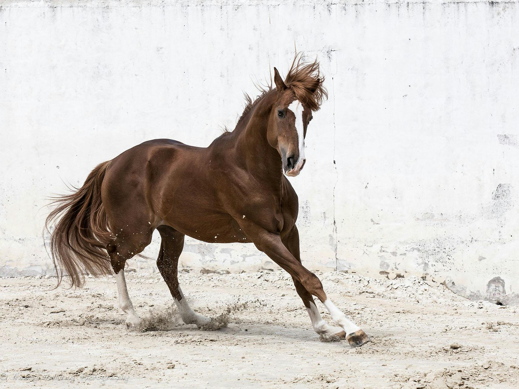 Lusitano in Old Portuguese Bull Ring #1 