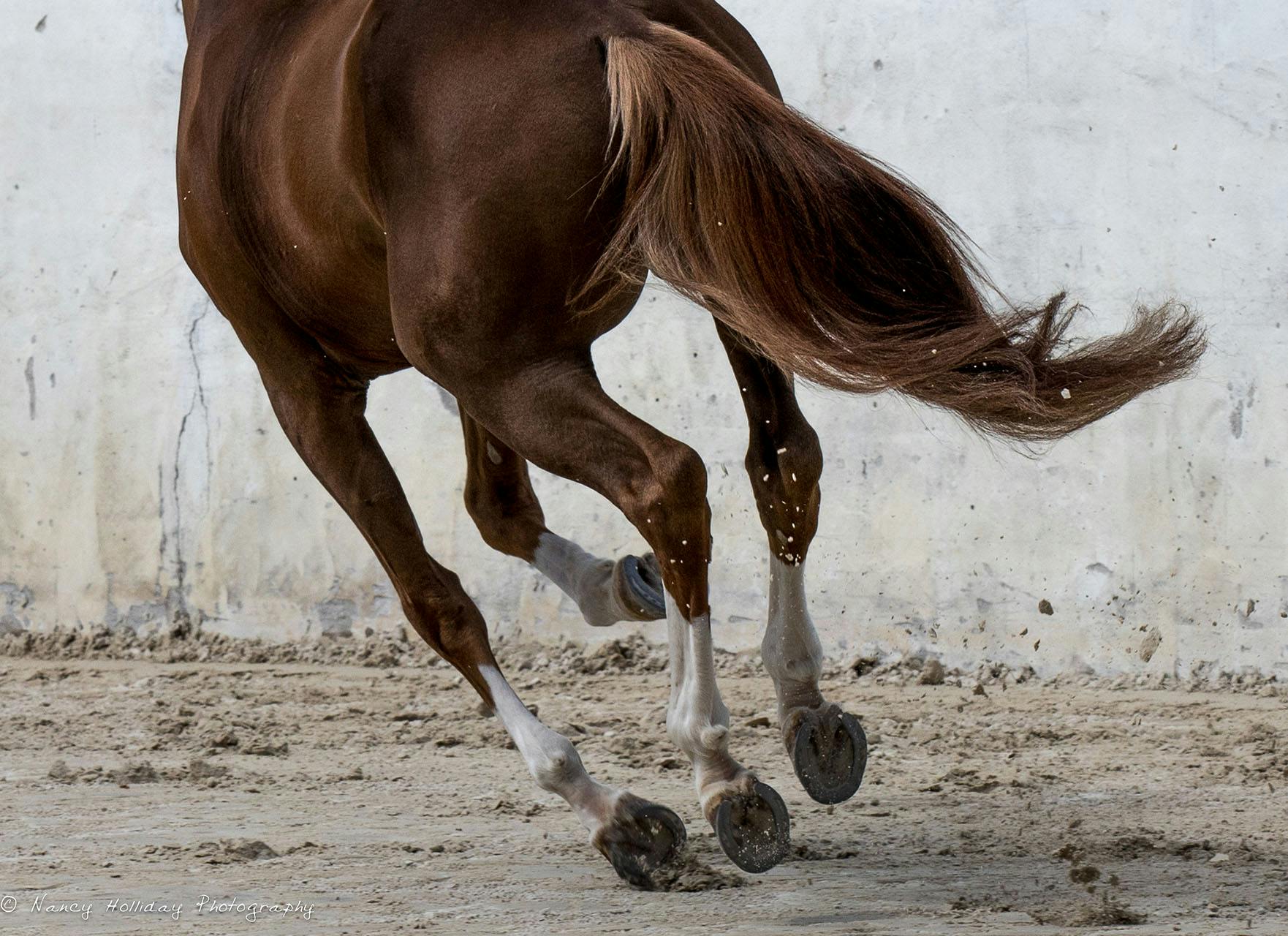 Lusitano in Old Portuguese Bull Ring #8 Vila Vicosa