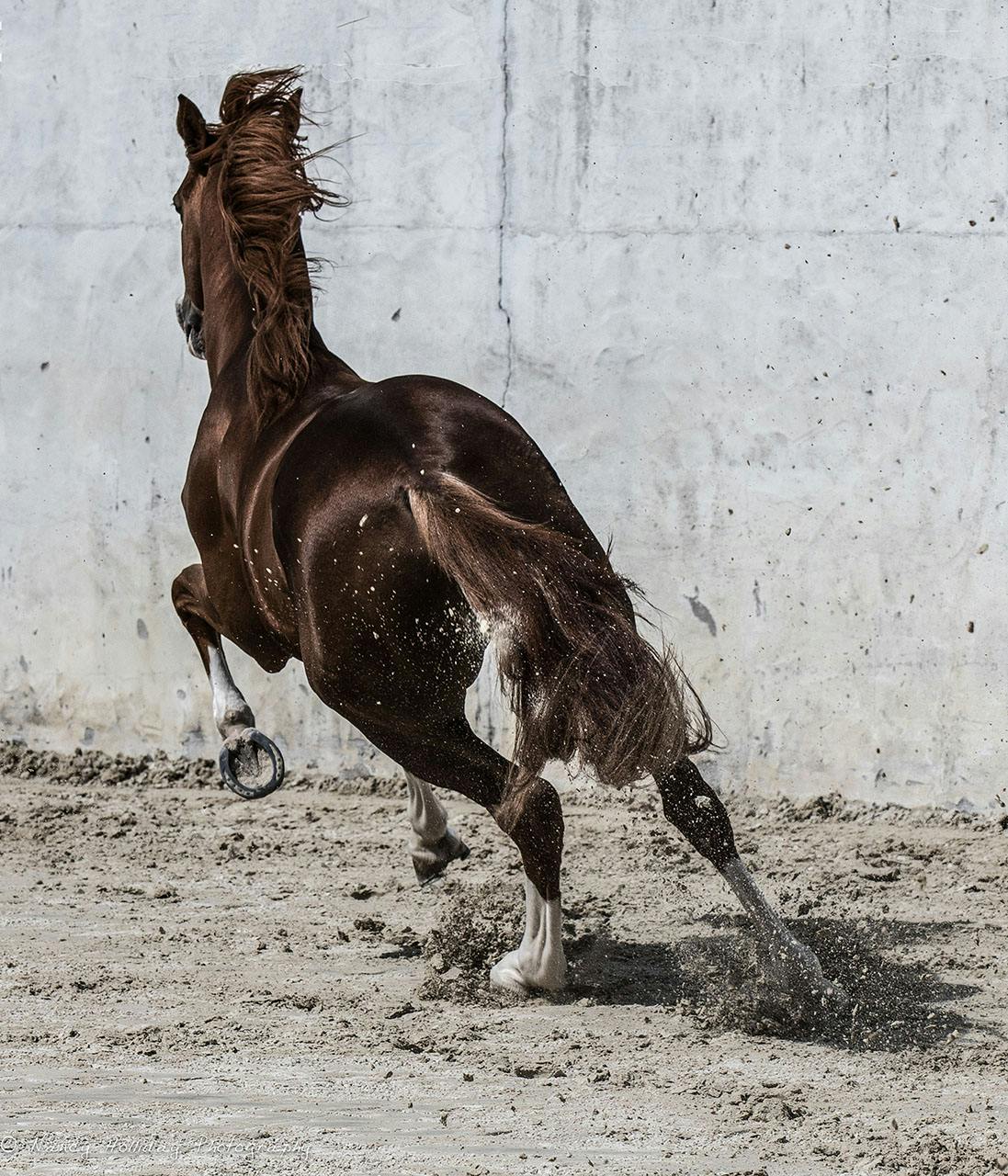 Lusitano in Old Portuguese Bull Ring #7 Vila Vicosa