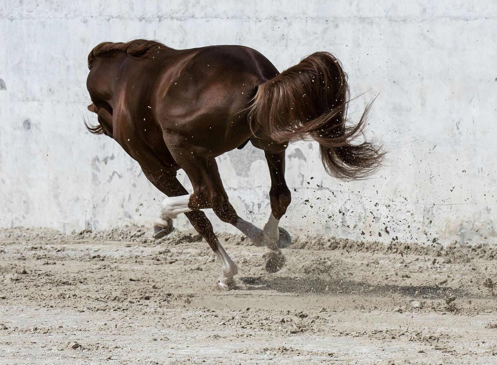 Lusitano in Old Portuguese Bull Ring #6 Vila Vicosa