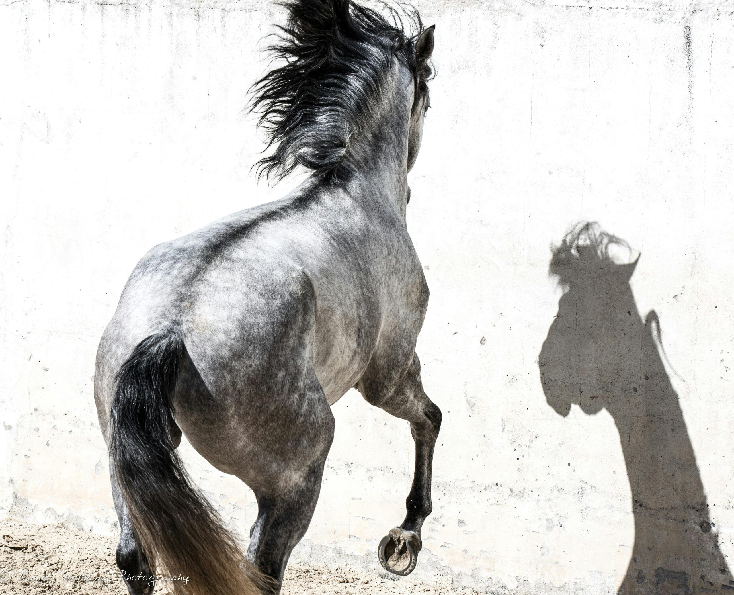 Lusitano in Old Portuguese Bull Ring #4