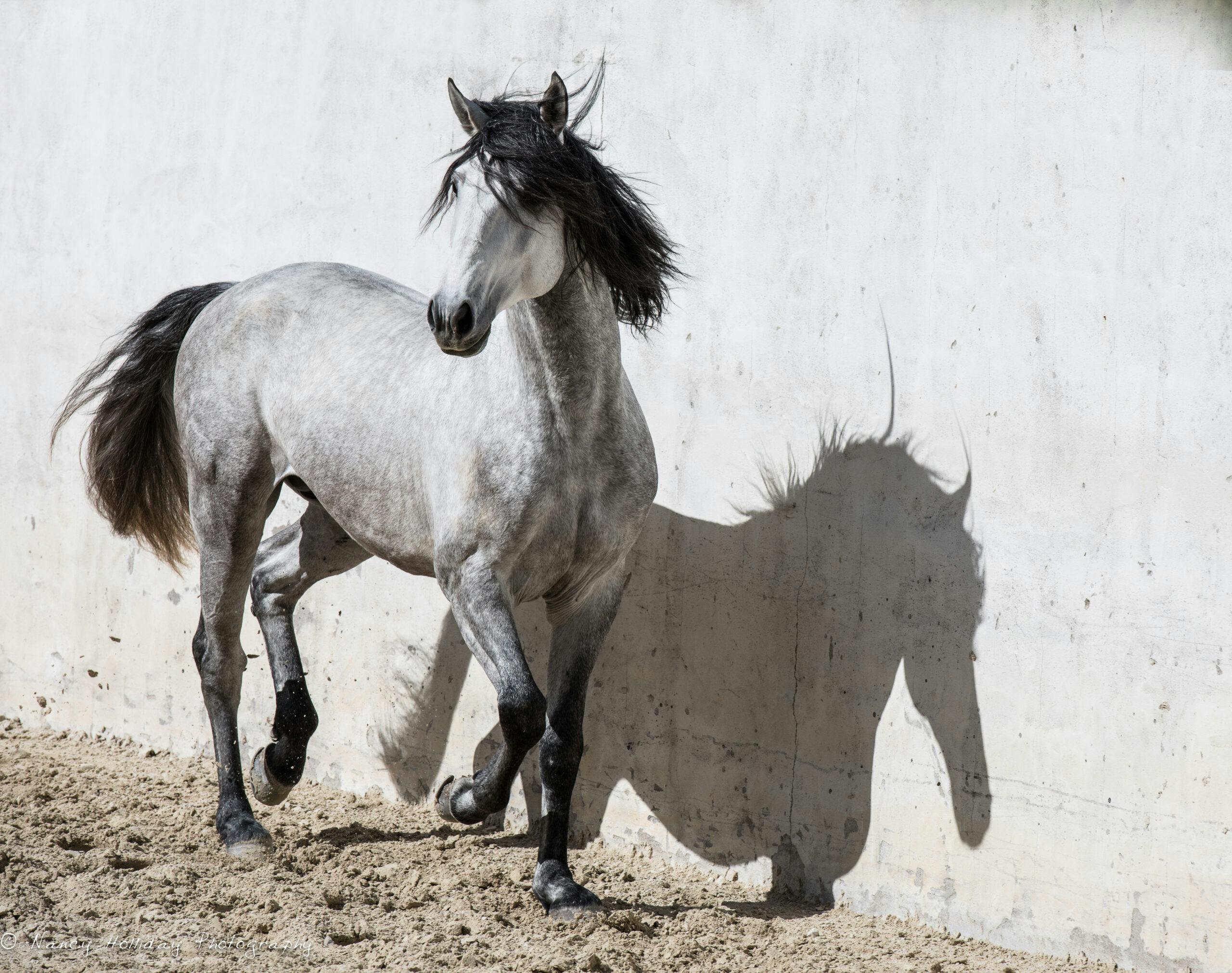 Lusitano in Old Portuguese Bull Ring #2