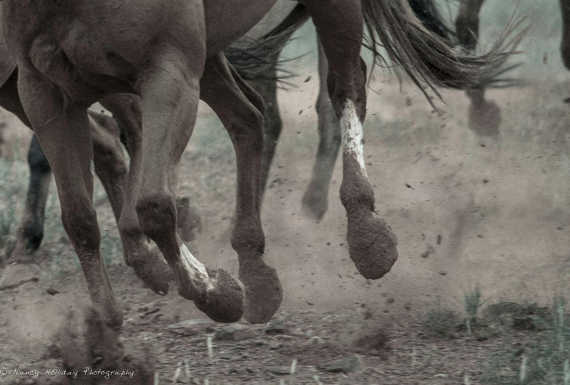 Hooves and Dirt  Santa Fe, NM