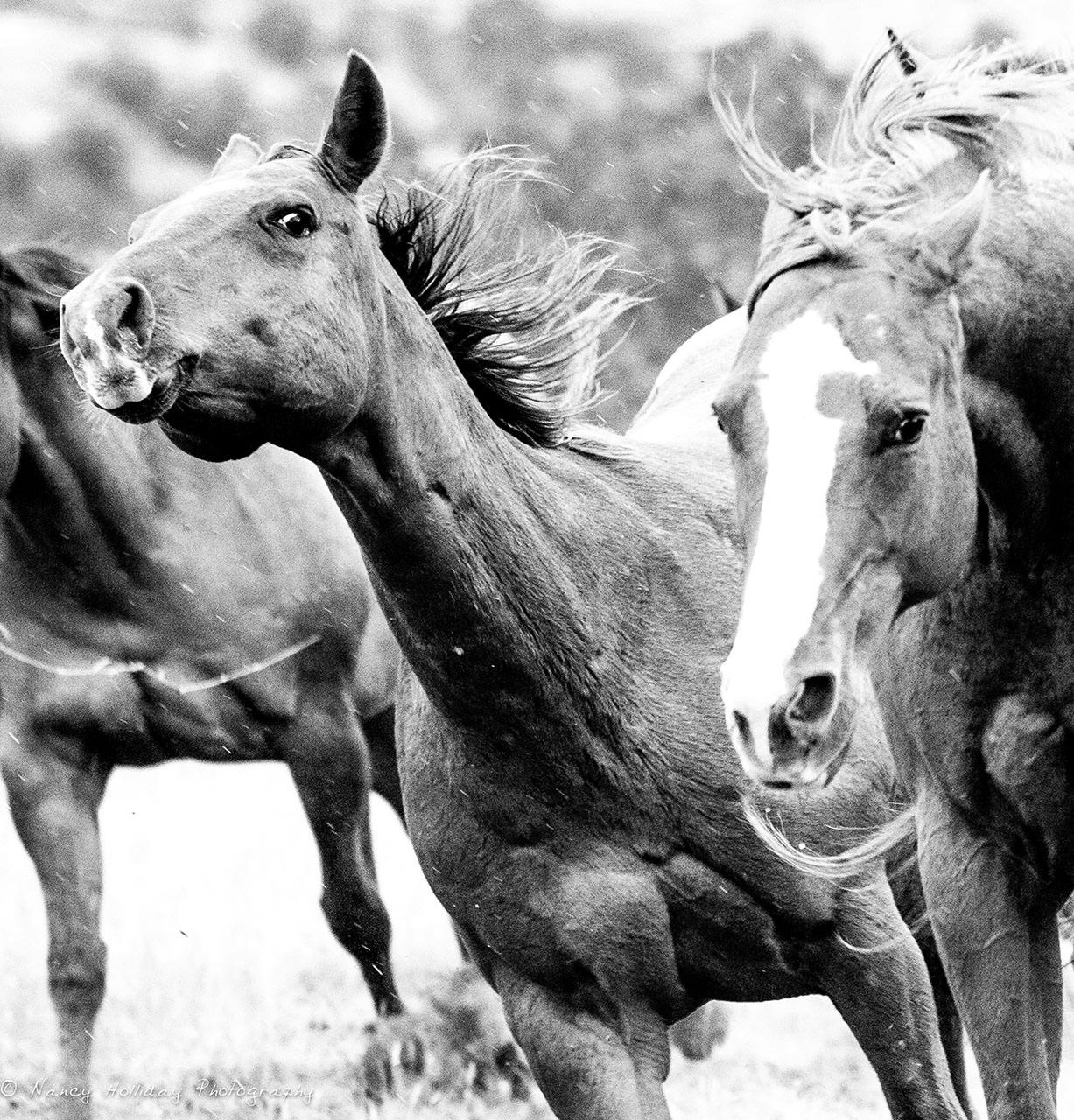 Horses Charging in the Rain Santa Fe NM