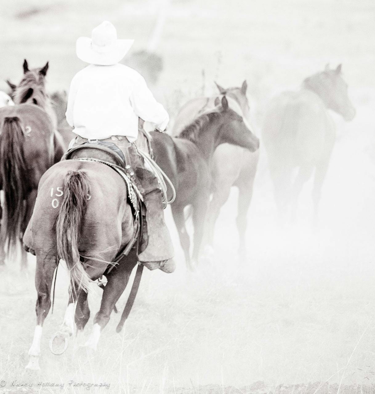  Cowboy wrangling horses Santa Fe, NM