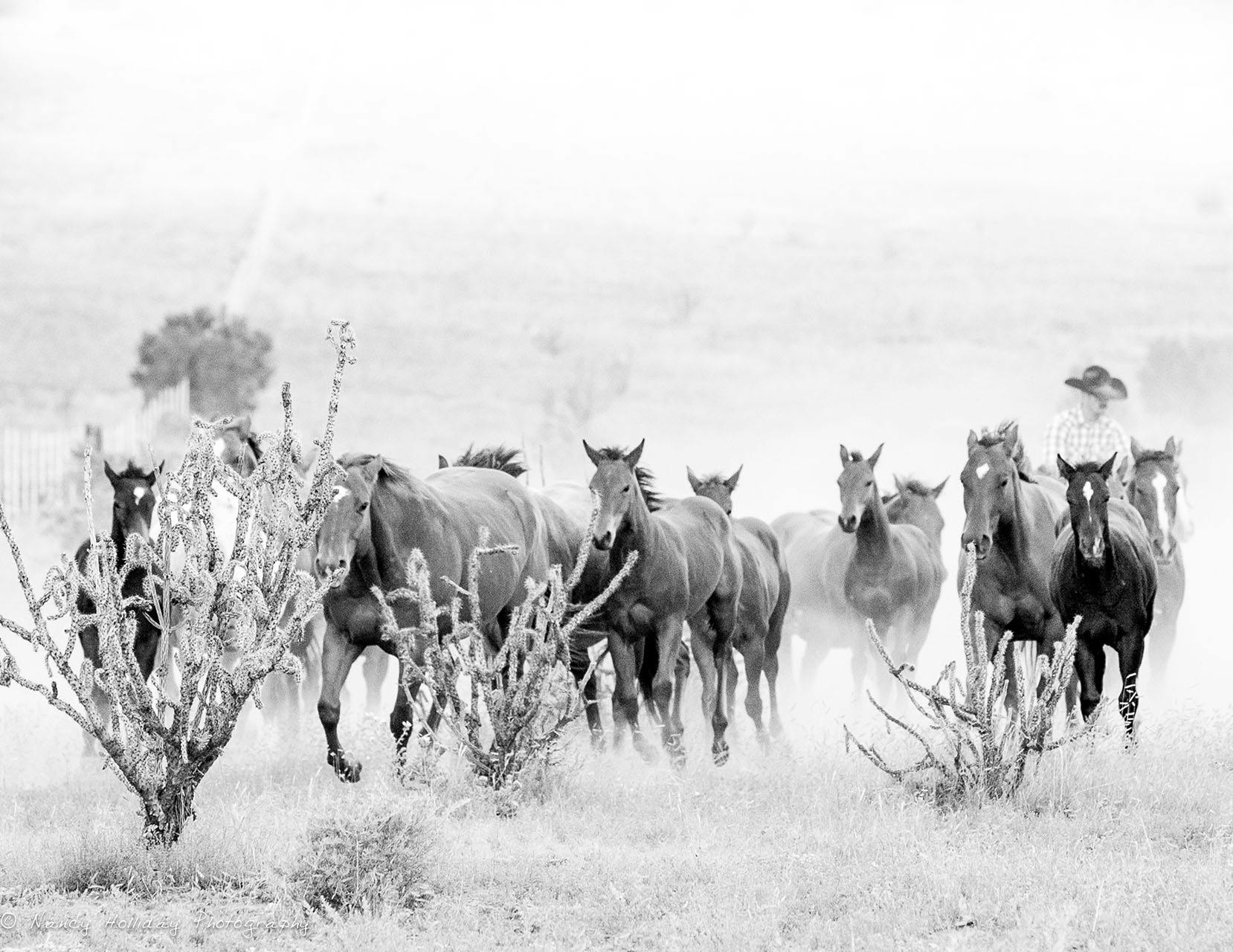 Santa Fe MN Wrangler with horses on the range