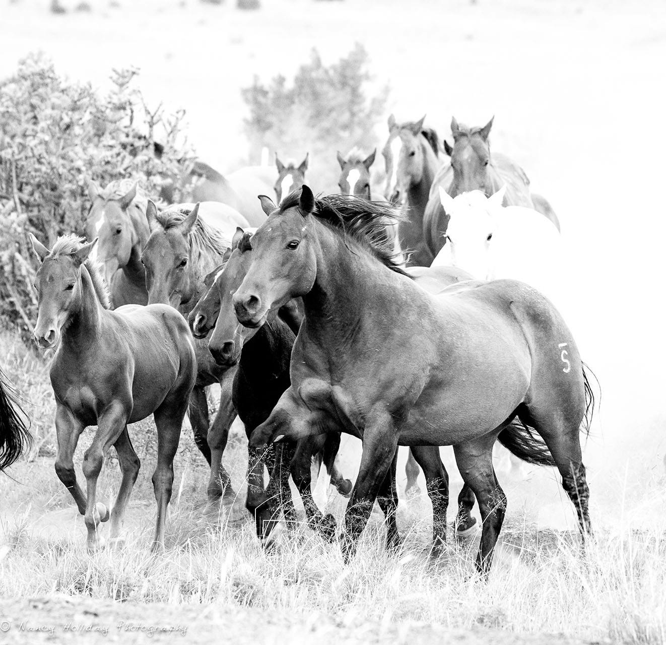 White Ghost Horse with herd in  Santa Fe,NM