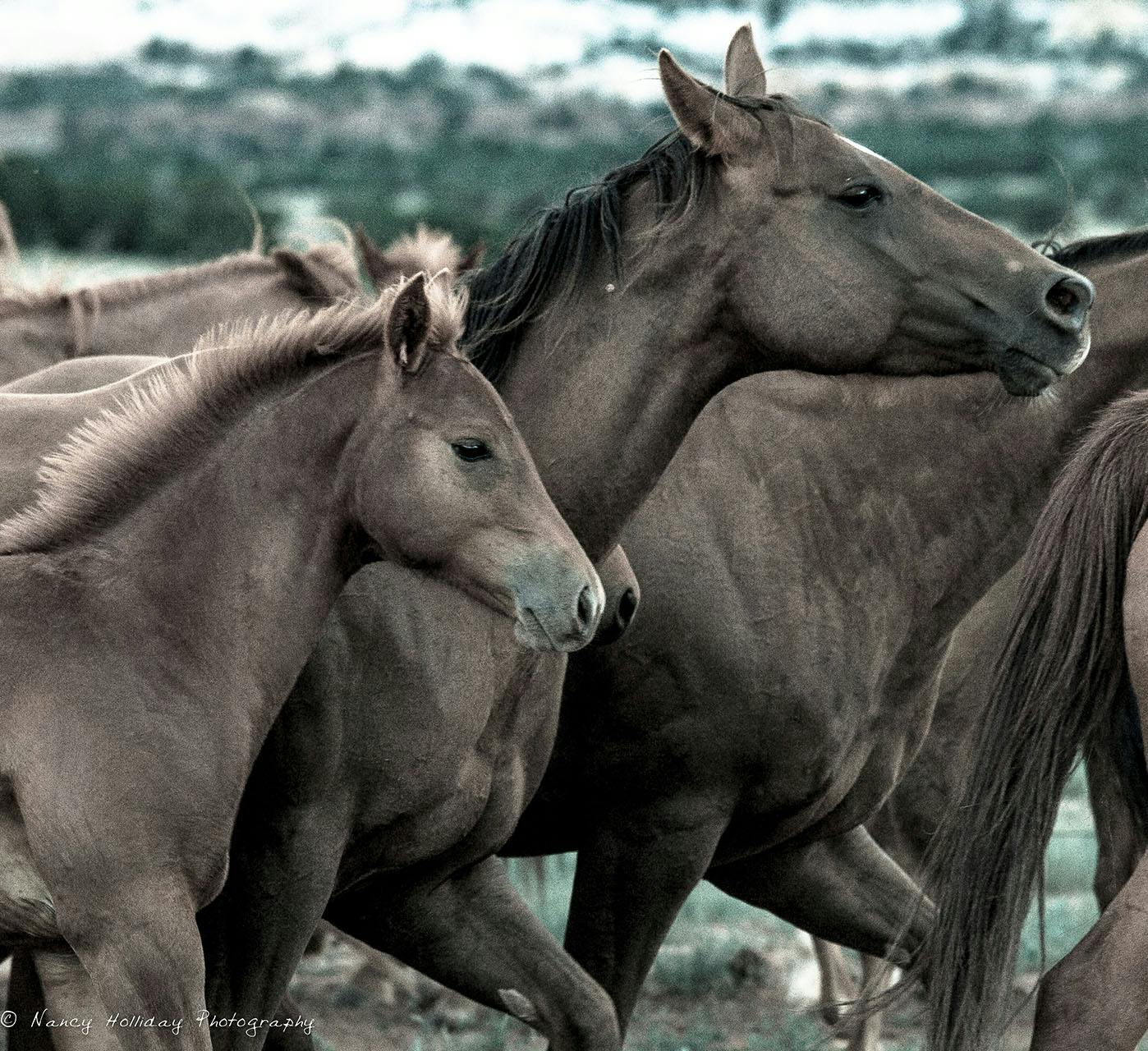 Twin foals with Mom  Santa Fe, NM