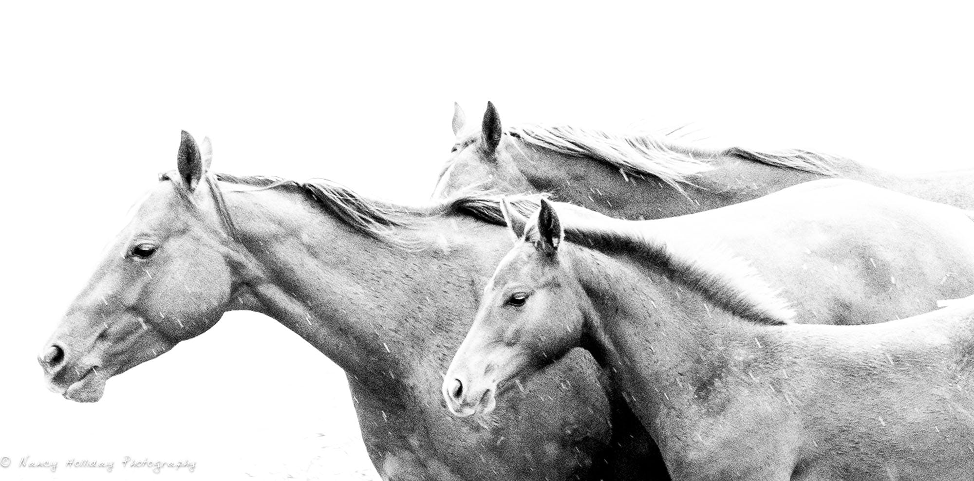 Horses Running in the Rain on the Range  Santa Fe, NM