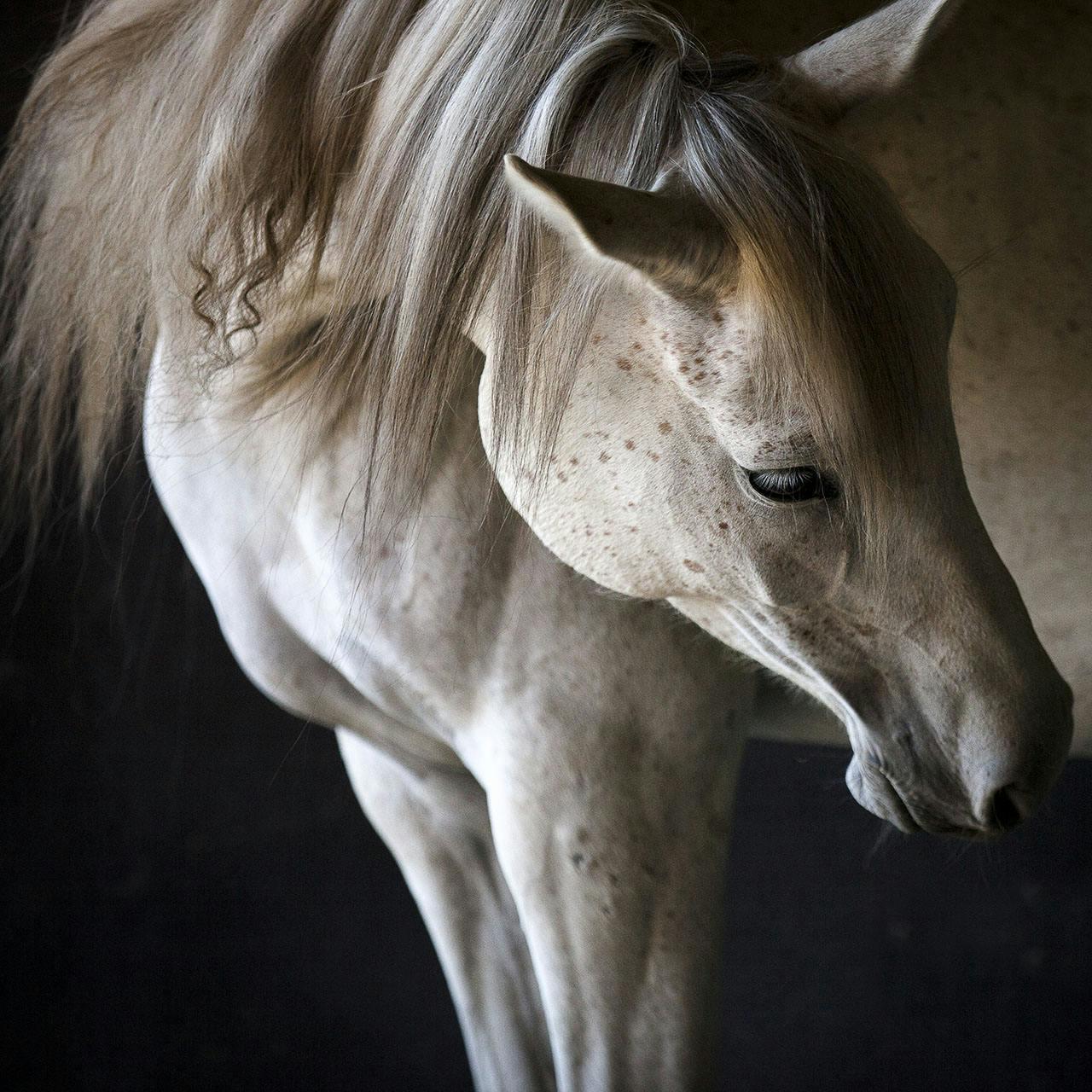 White Horse Named Curly - Return to Freedom Sanctuary