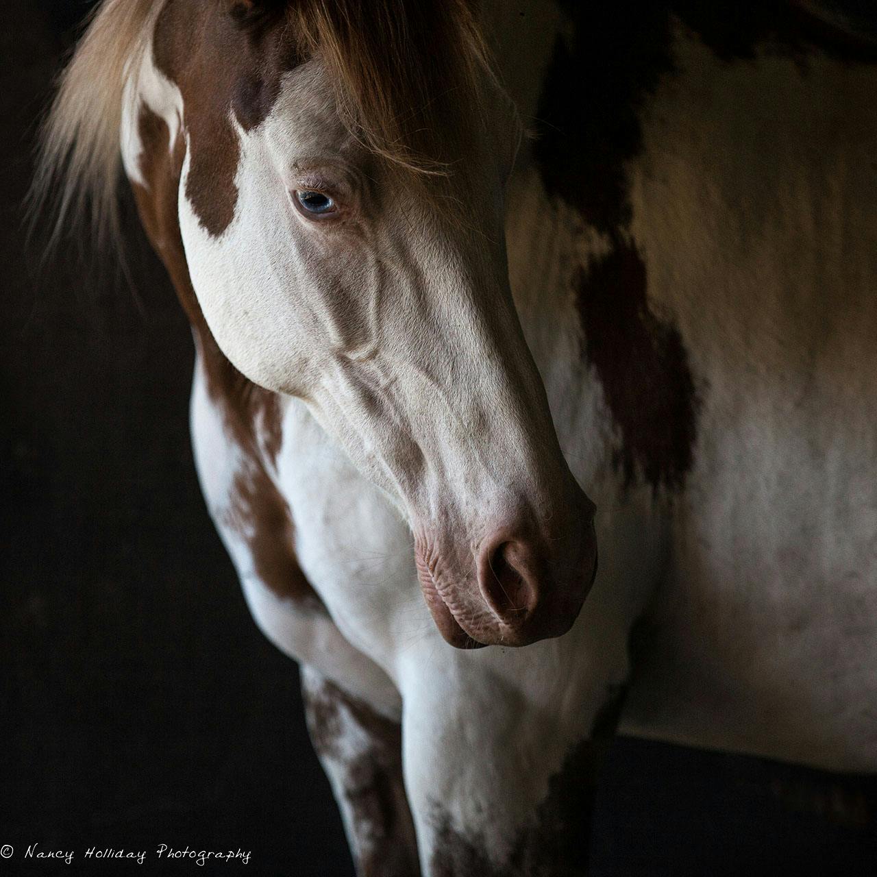 Paint Horse Rescued - Return to Freedom Sanctuary