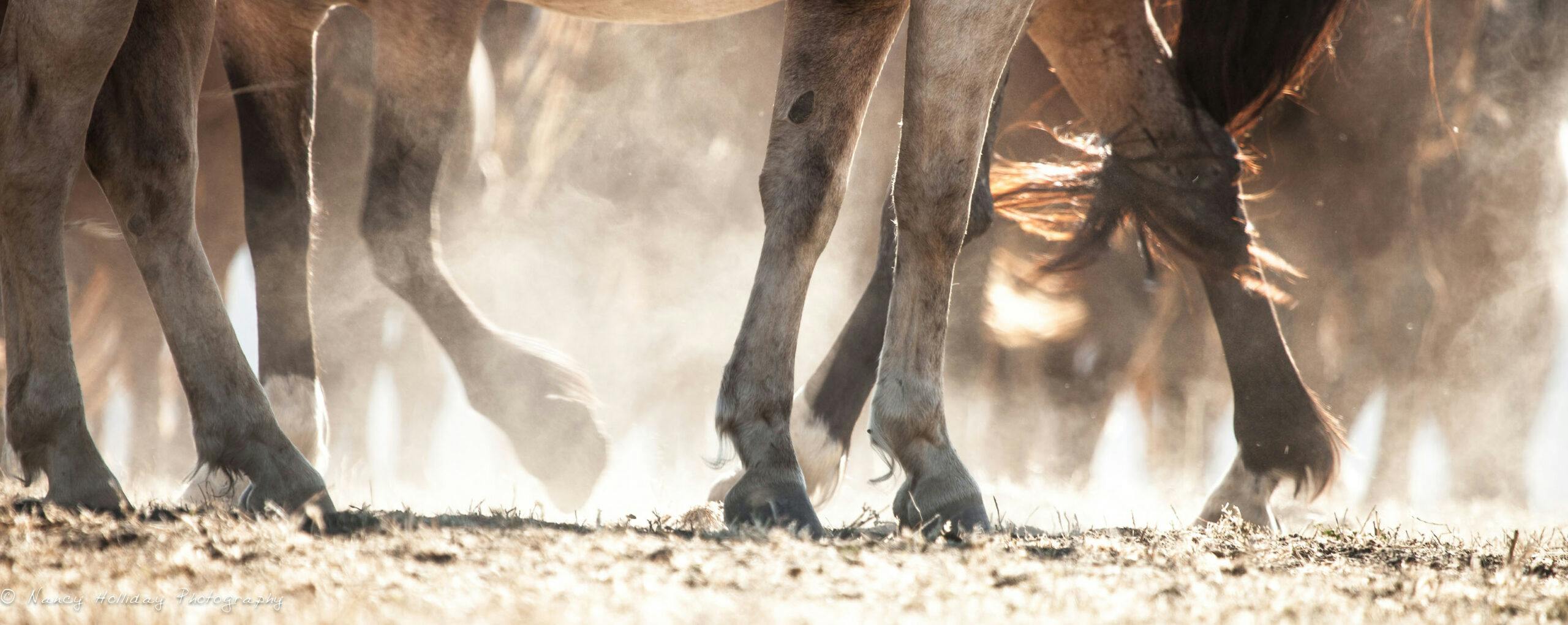 Horse Hooves of Those Returned to Freedom in the Wild