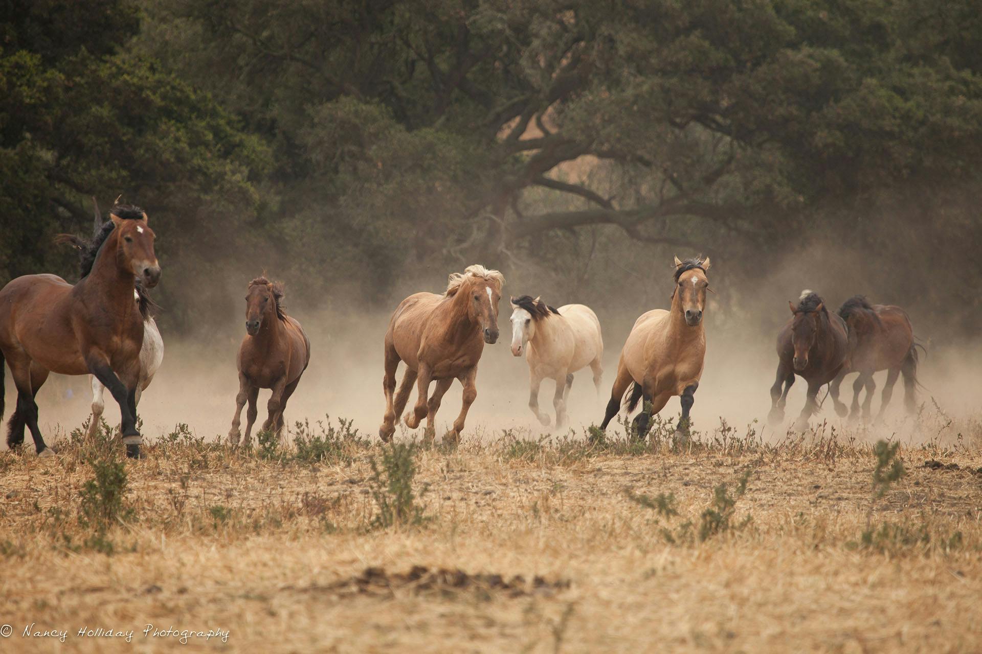 Return to Freedom Sanctuary Stallions away from their Mares