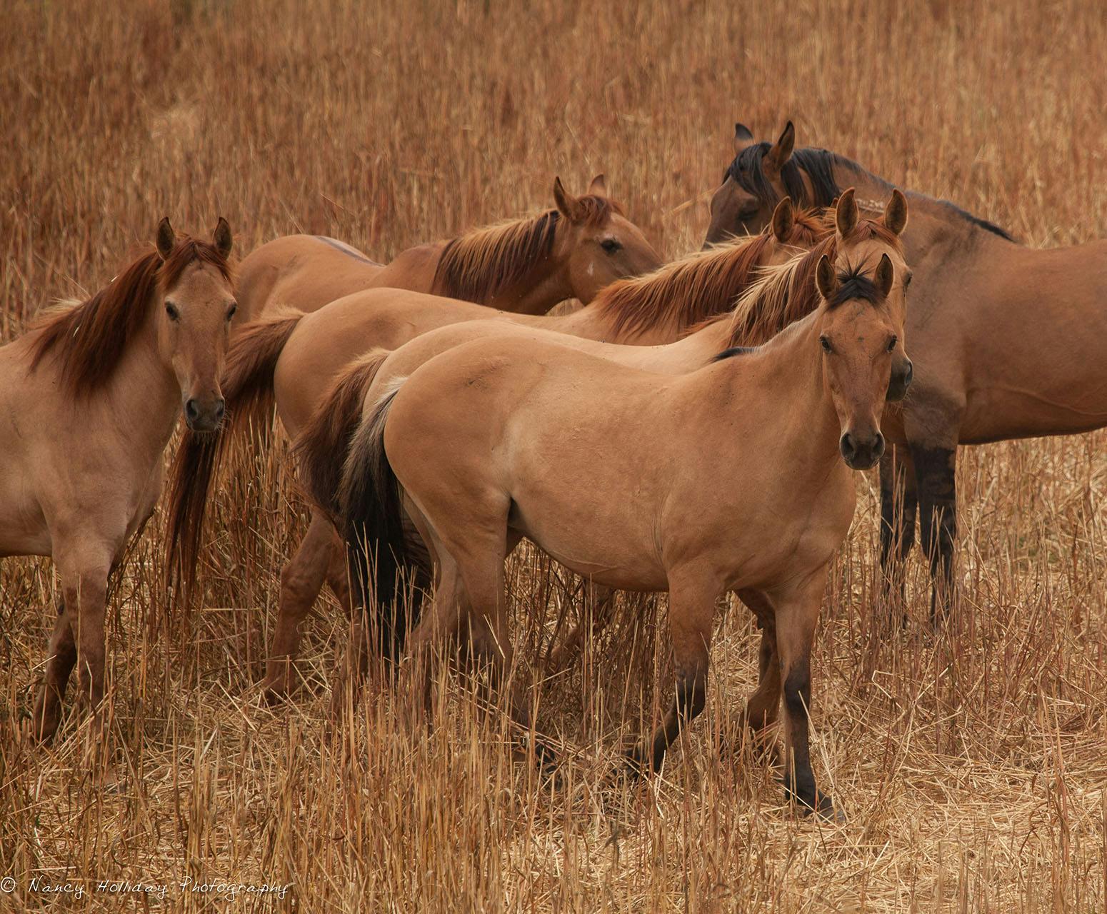 Reunited Herd- Return to Freedom Sanctuary