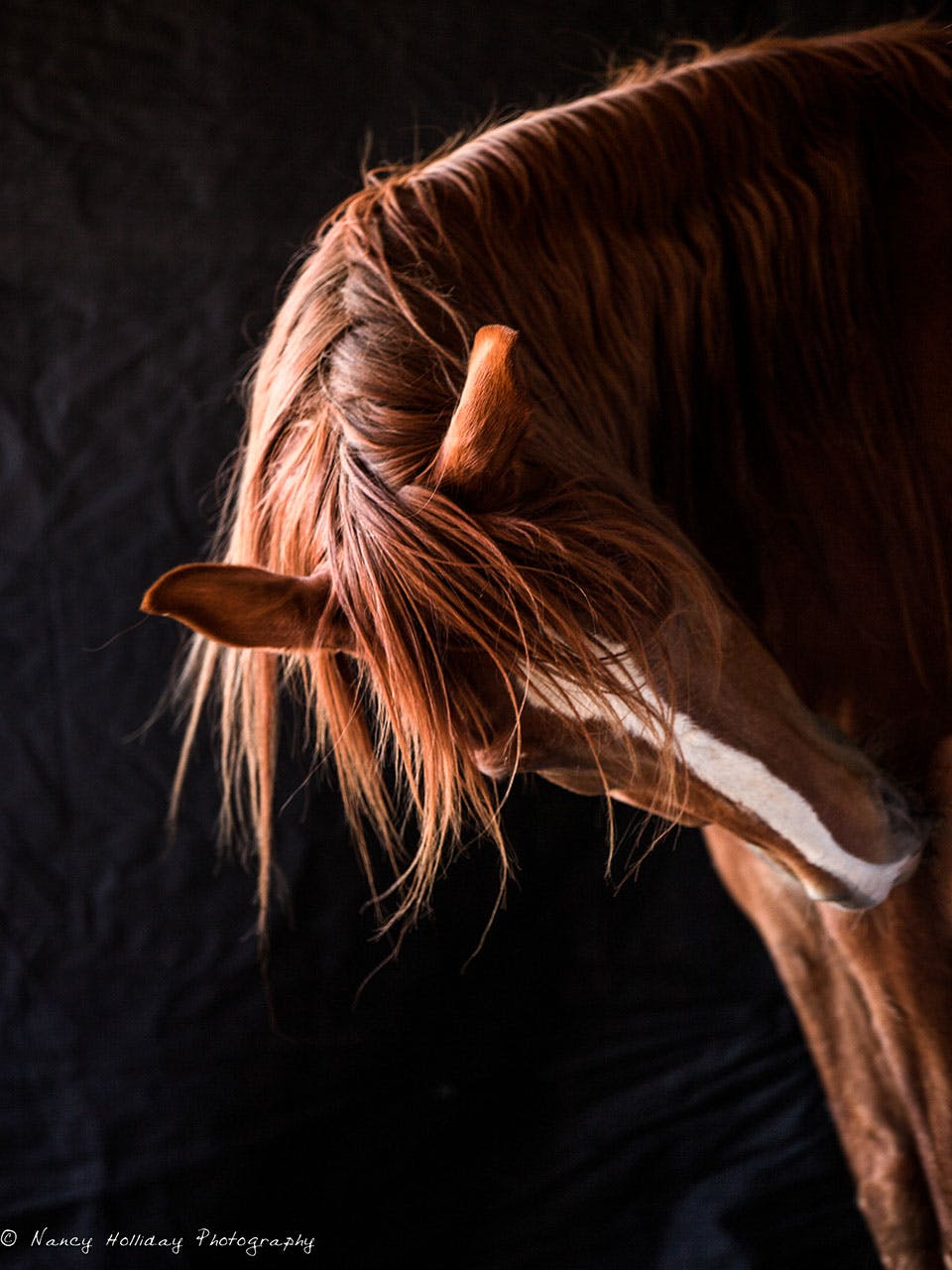 Return to Freedom Sanctuary Red Horse Portrait