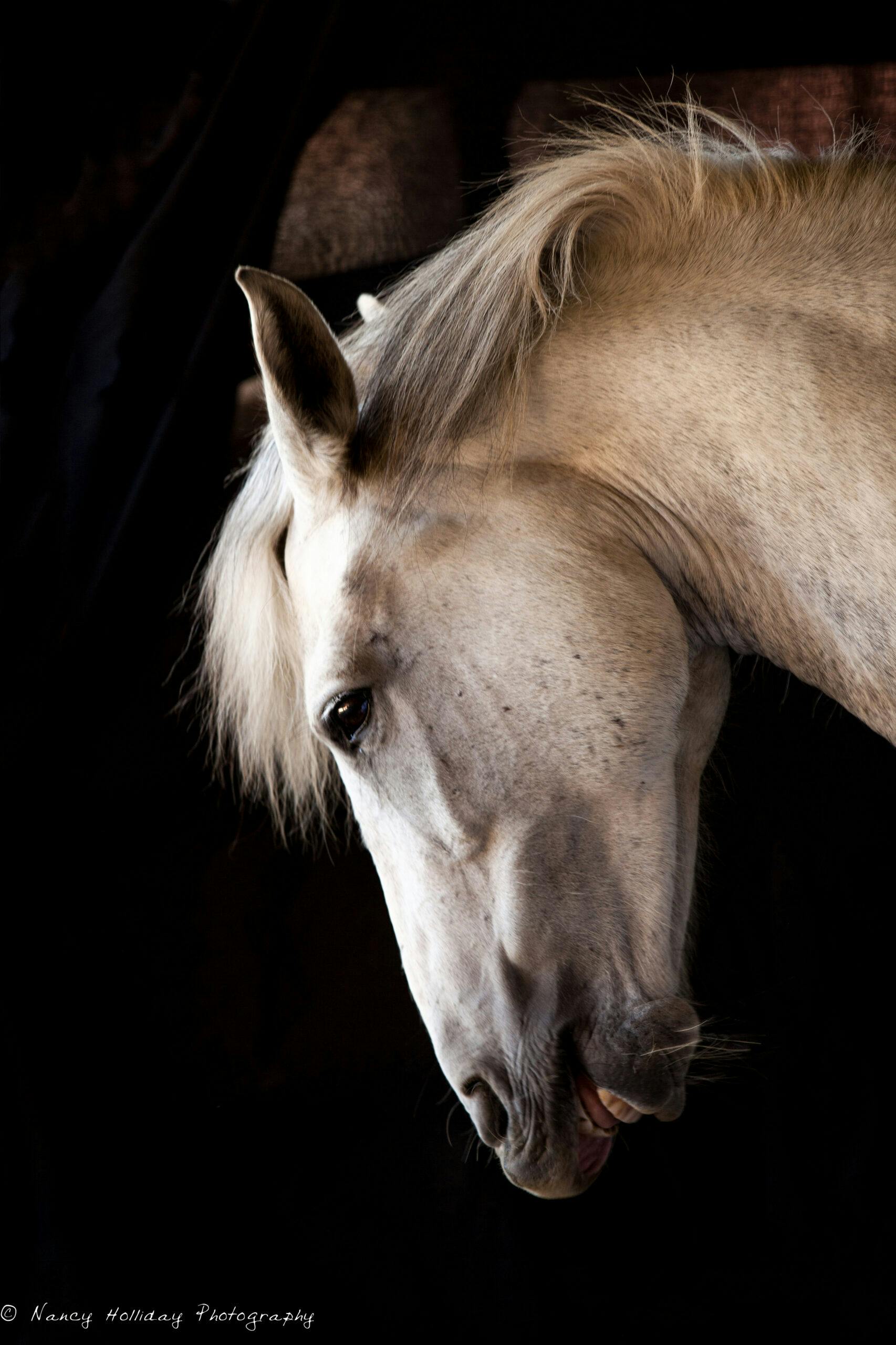 White Horse Portrait- Return to Freedom Sanctuary