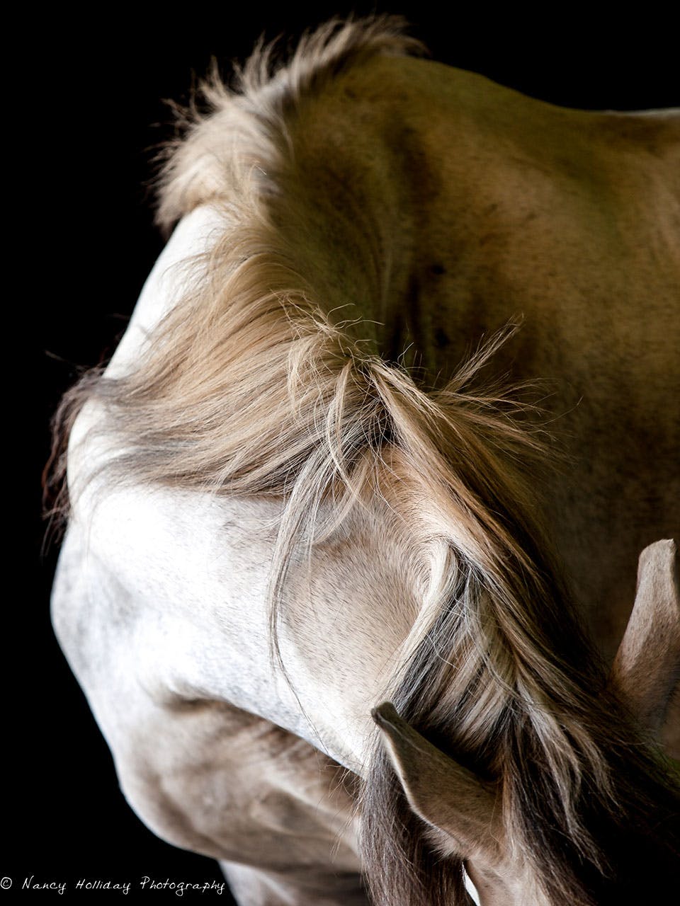 White Horse Mane- Return to Freedom Sanctuary