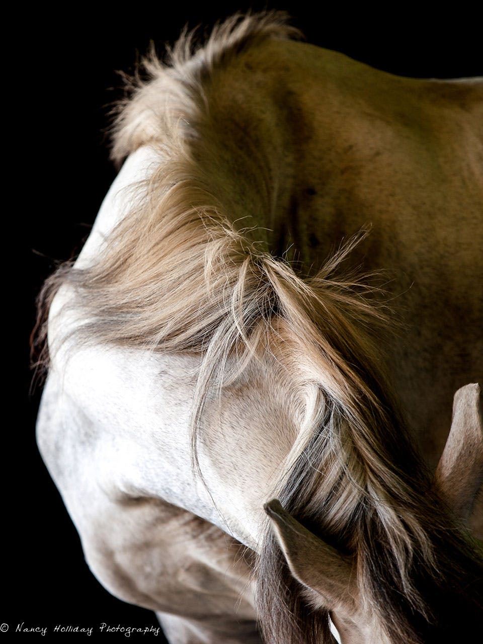 White Horse Mane- Return to Freedom Sanctuary