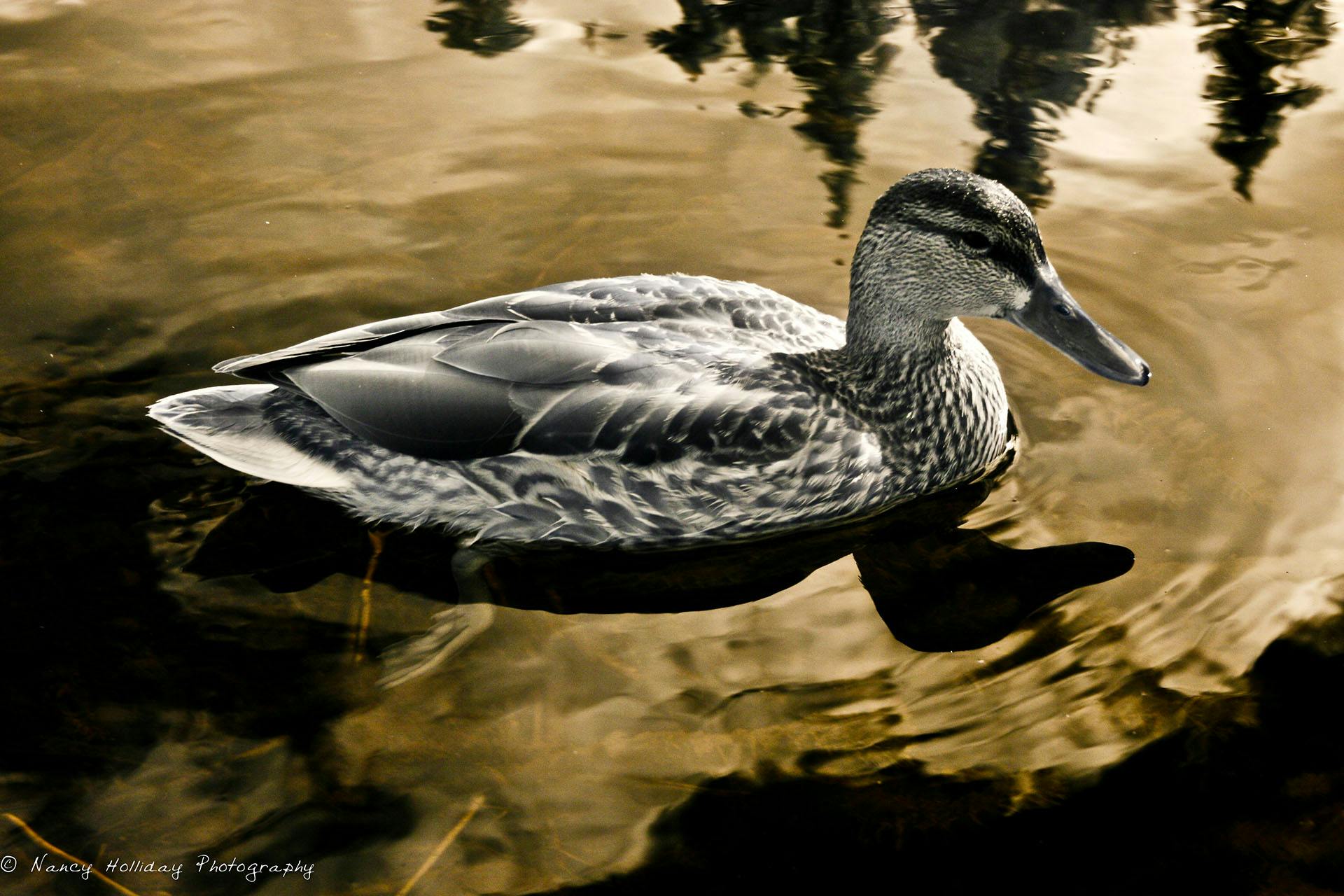 Truckee River Duck