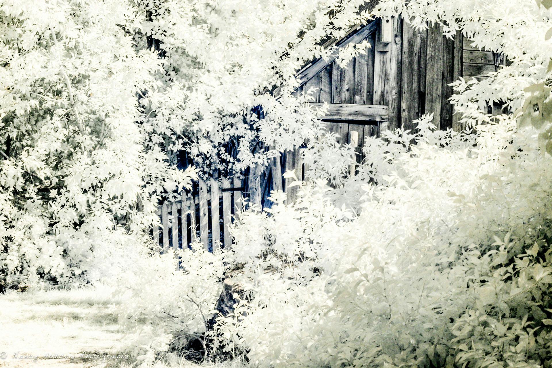 Montana Barn & Trees Infrared 