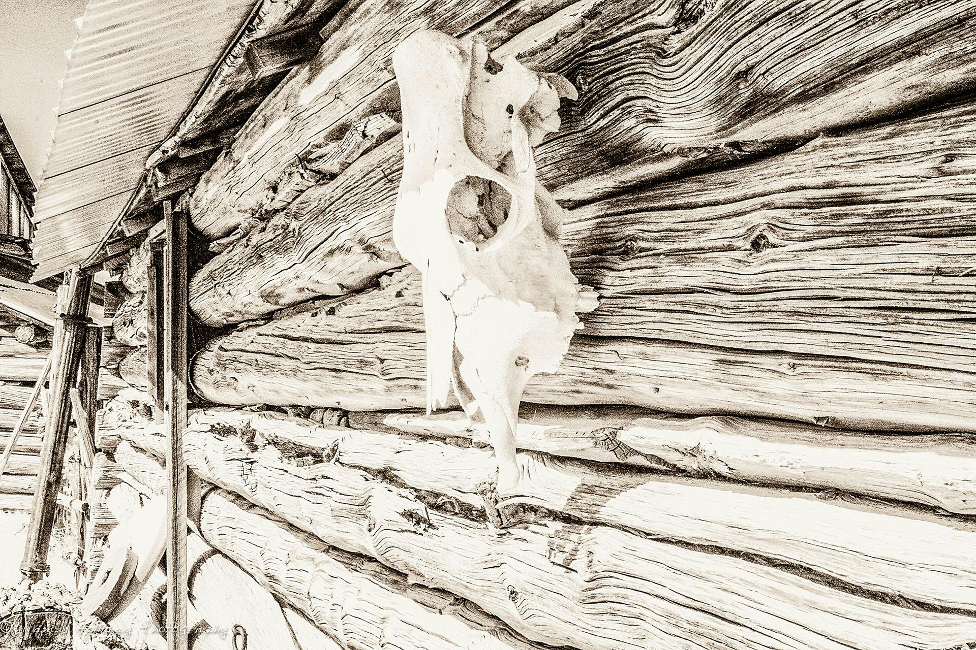 Montana Barn & Skull Infrared