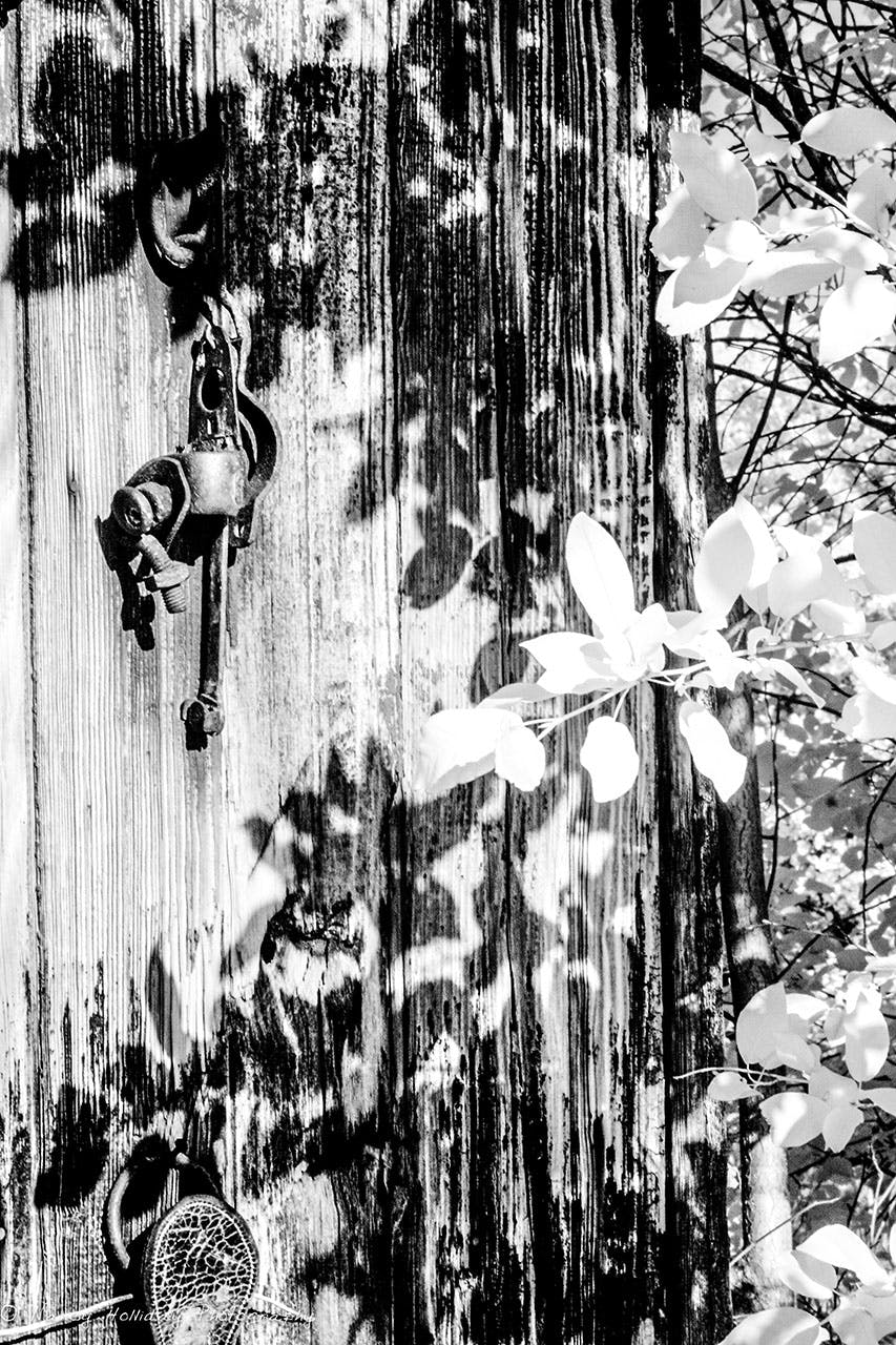 Montana Barn & Shadows of Leaves Infrared