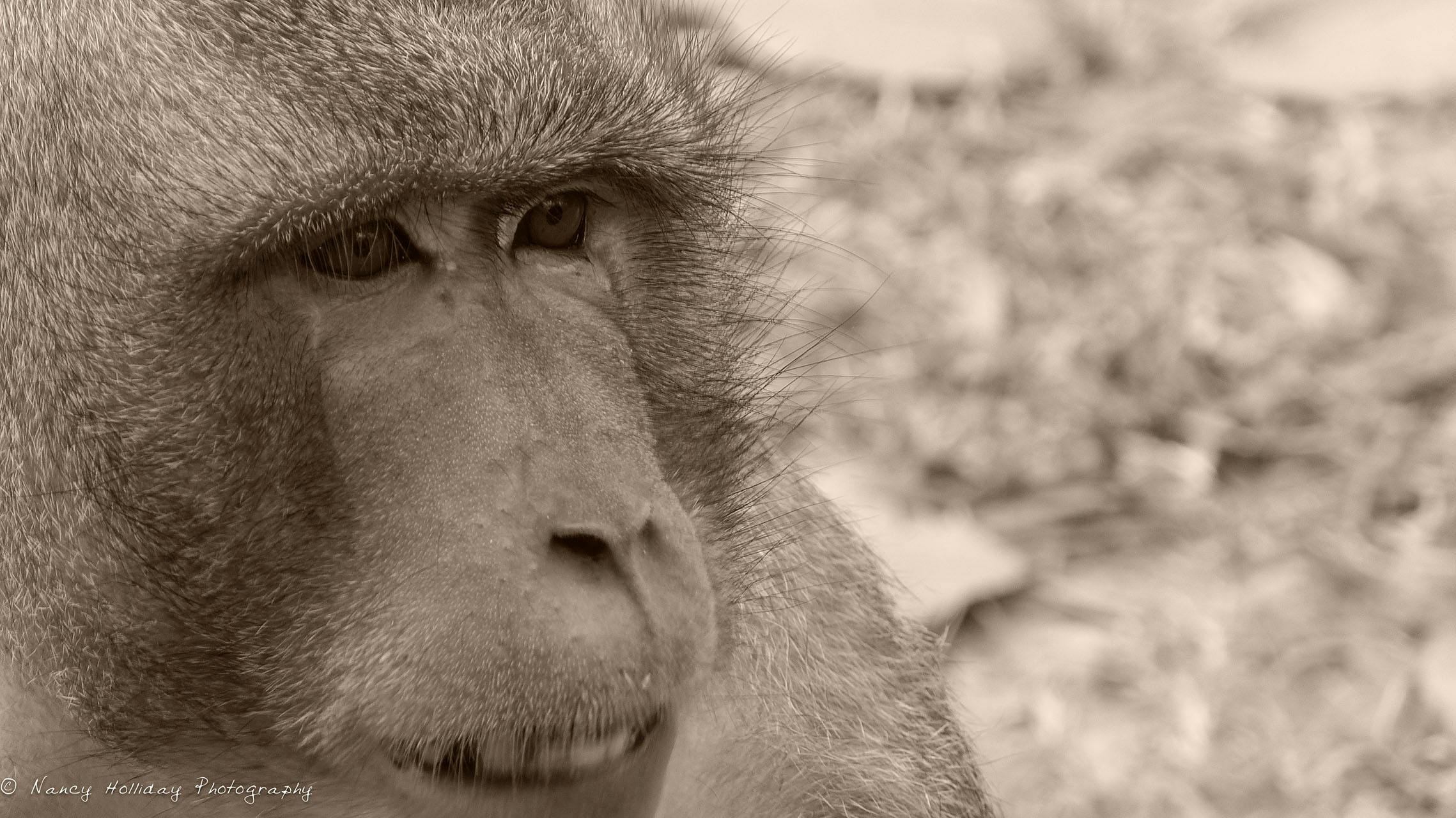 Angkor Wat Monkey #2