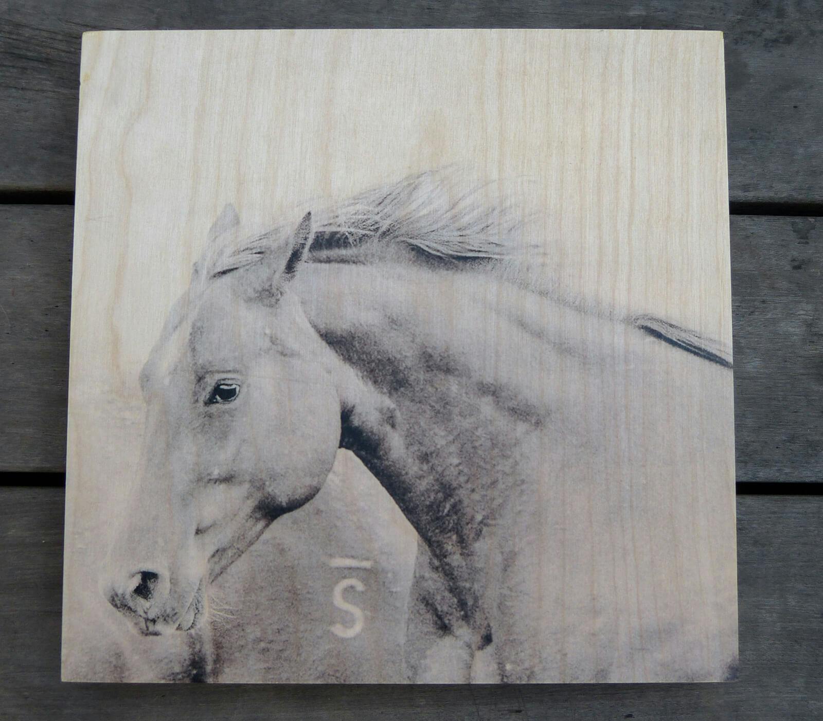 Horse Print on Birch Wood