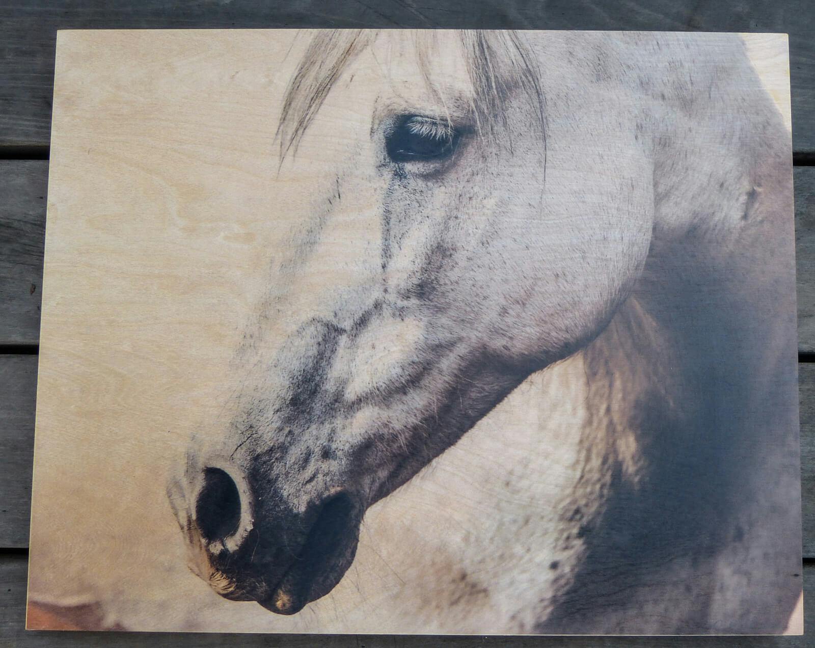 Horse on Birch Wood